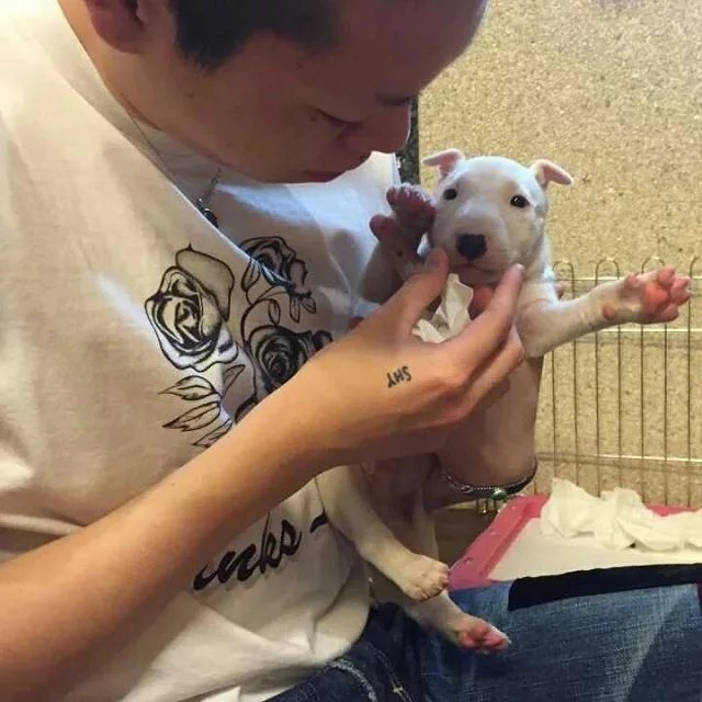 巩之盛蝶